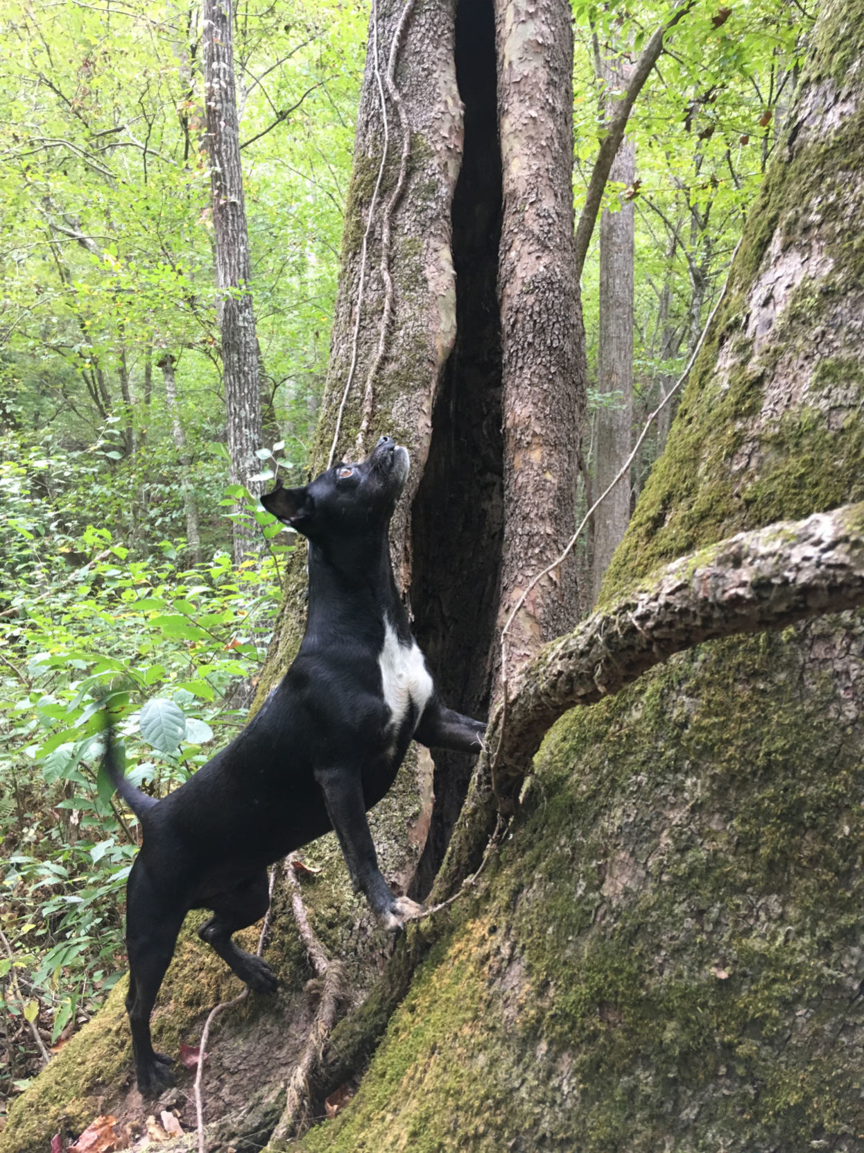 Squirrel hunting skills